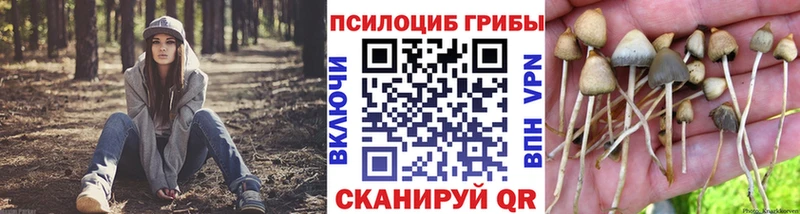 где купить наркоту  Воскресенск  Псилоцибиновые грибы Psilocybe 